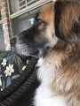 Kids_DogsChillinOutBack-2017 (10)